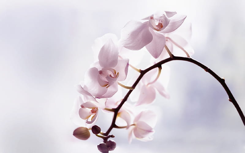orchids, light pink orchid, tropical flowers, orchid branch, pink flowers, HD wallpaper