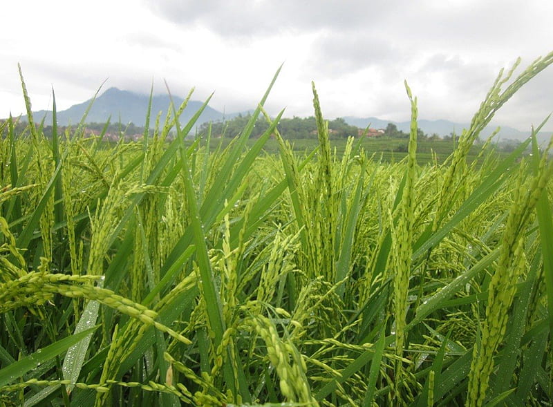 rice field, rice, sawah, ade, ricefield, paddy, padi, field, pare, HD wallpaper