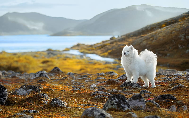 Samoyed, white fluffy dog, cute animals, white dogs, mountain landscape, HD wallpaper
