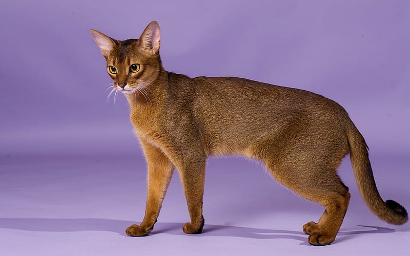 Abyssinian cat, brown cat, Domestic short-haired cat, ancient breeds of cats, HD wallpaper