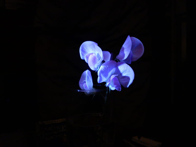 Blue fluorescent flower, flower, nature, blue, fluorescent, HD wallpaper