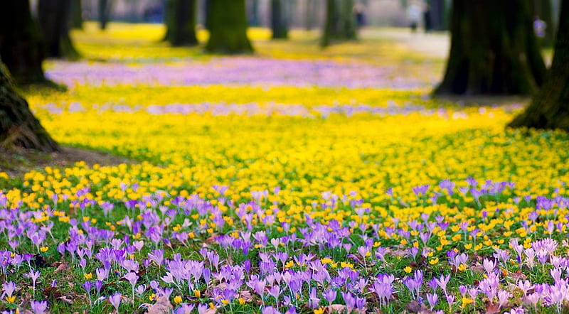 Spring meadow, forest, flowers, nature, spring, fields, wood, landscape, meadow, HD wallpaper