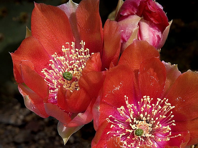 Red cactus flowers, red, flowers, HD wallpaper | Peakpx