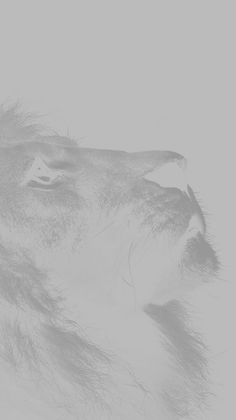 Lion Sketch, white, animal, nature, sky, HD phone wallpaper | Peakpx