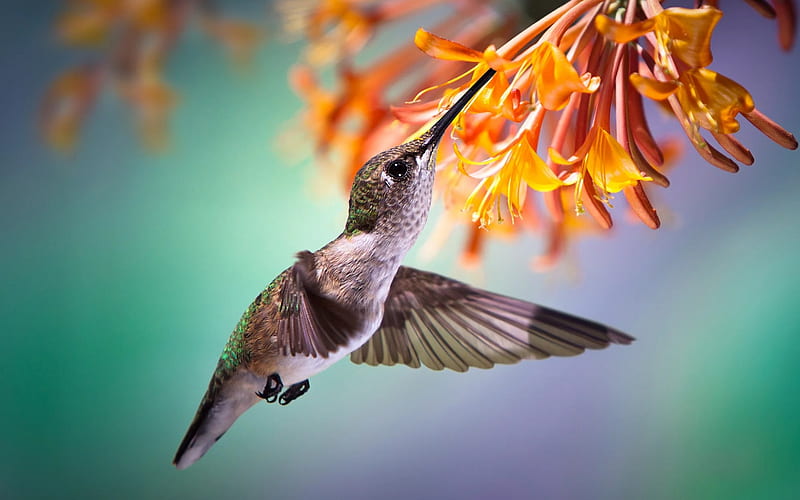 Hummingbird, small bird, branch, beautiful birds, HD wallpaper