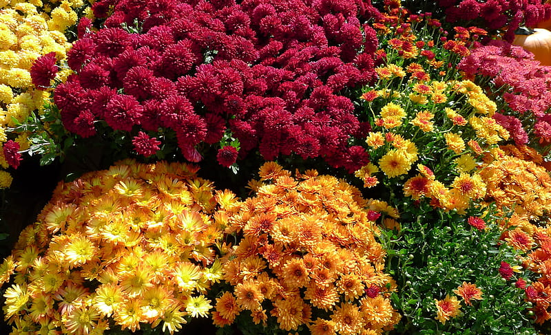 Colores de crisantemo, plantas en macetas, plantas, crisantemos, flores,  colores, Fondo de pantalla HD | Peakpx