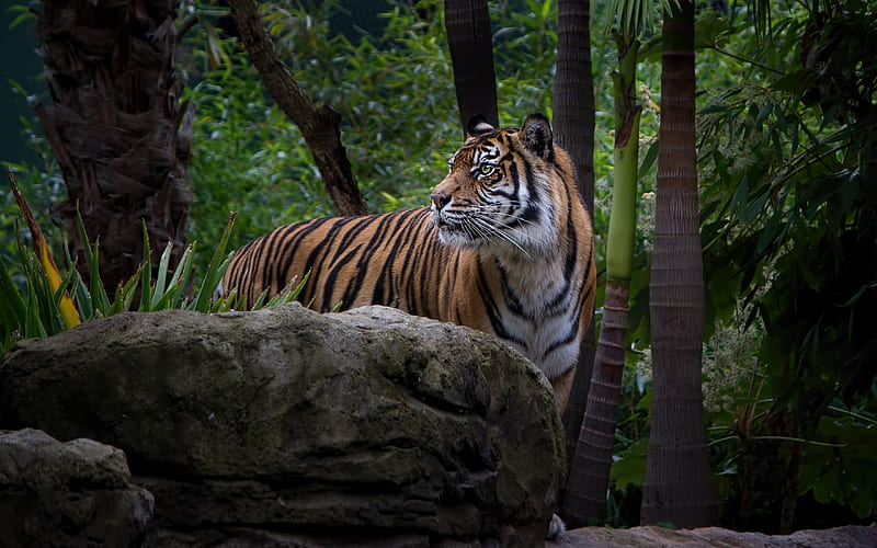 tiger, wildlife, wild cat, tigers, forest, wild animals, HD wallpaper