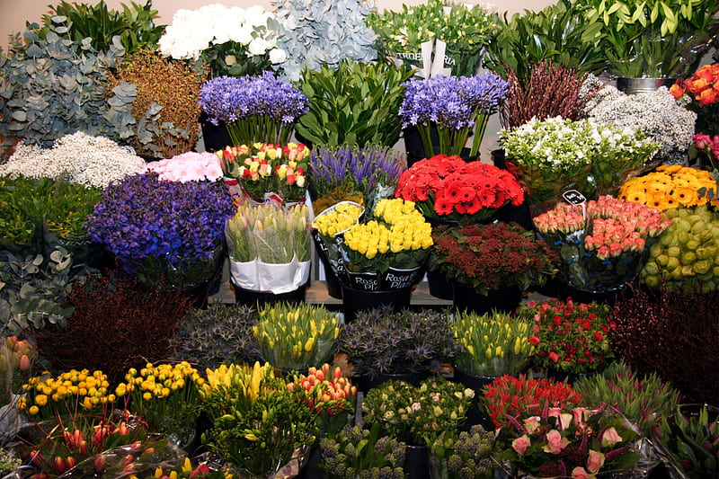 take your pick, flowers, florist, HD wallpaper