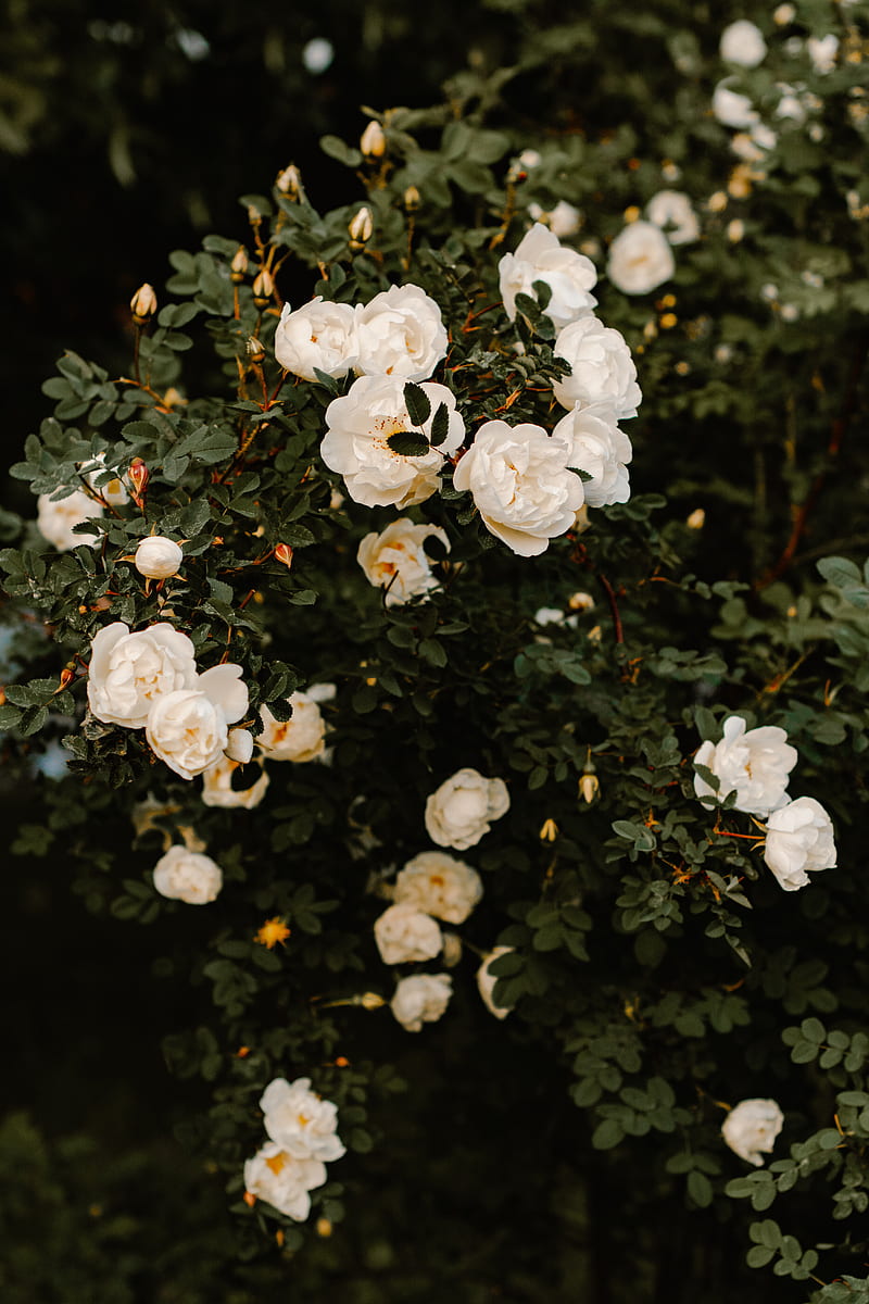 bush, flowers, roses, white, plant, HD phone wallpaper