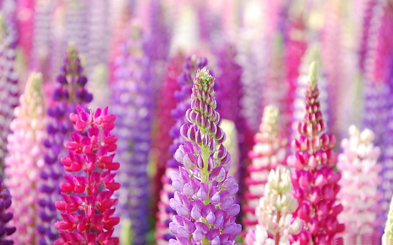 pink and purple lupin-Flowers graphy, HD wallpaper