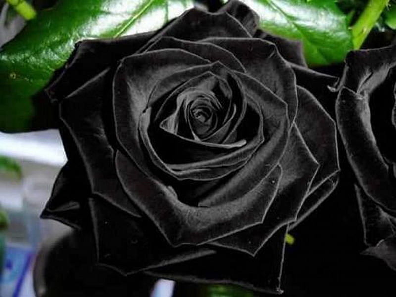 blackrose #rosanegra. Rosa negra  Black rose flower, Beautiful rose  flowers, Beautiful roses