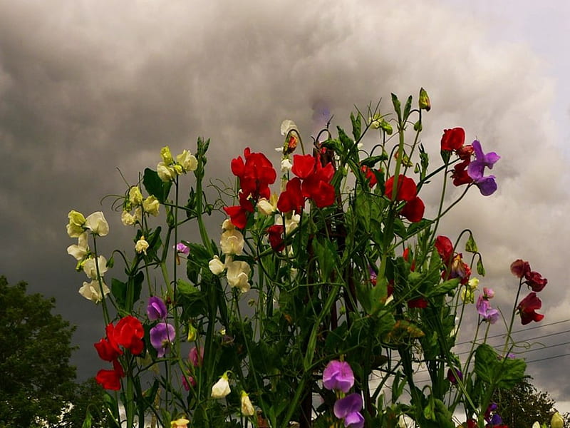 Storm clouds gather, cloud, flowers, nature, storm, floral, HD wallpaper