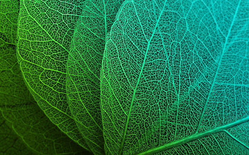 Leaf Macro Stock, leaf, macro, stoche, nature, HD wallpaper