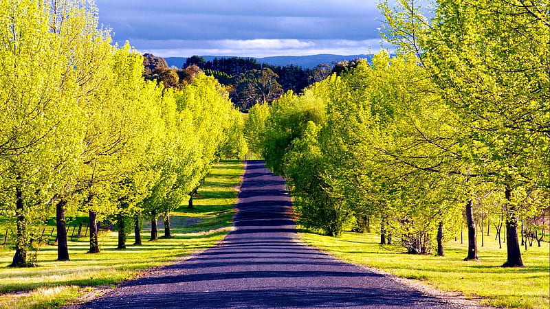 Green Tree-lined Mountain Road, Mountains, Trees, Nature, Roads, HD wallpaper