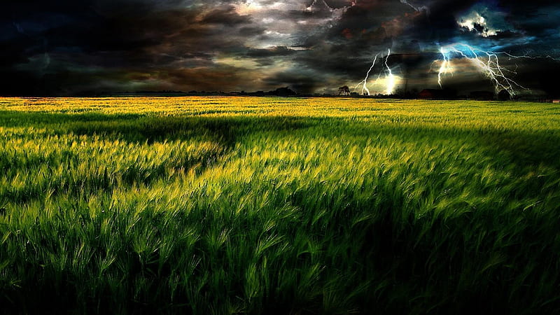 Lightning at Night Over the Field, wheat, wind, black, swaying, sky, clouds, lightning, green, day, nature, field, blue, night, HD wallpaper