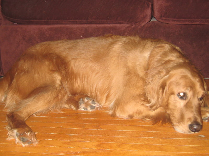 Remi, sad, cute, golden, dog, HD wallpaper