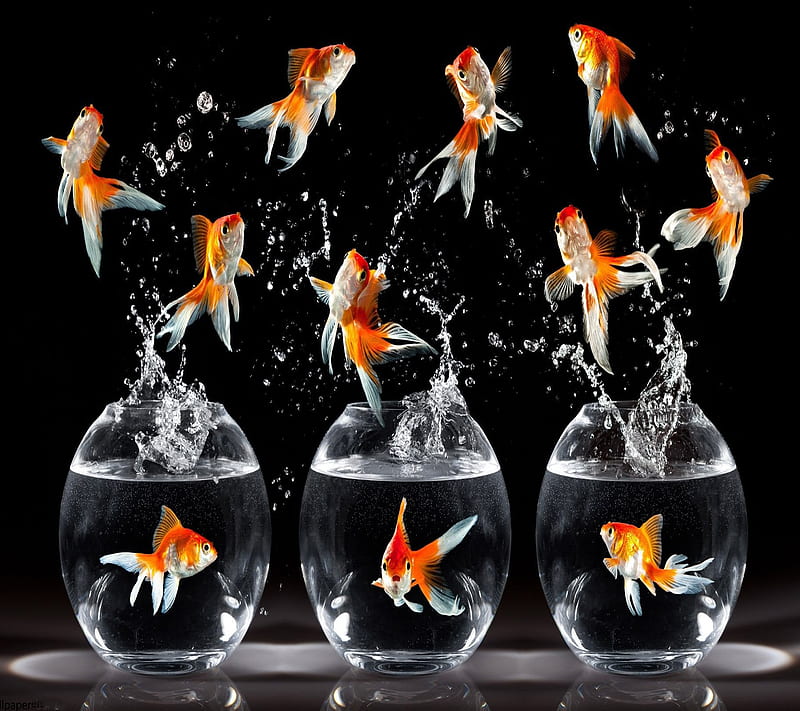 Dancing Golden Fish, dancing fish, golden fish, goldfish nexus, HD wallpaper  | Peakpx