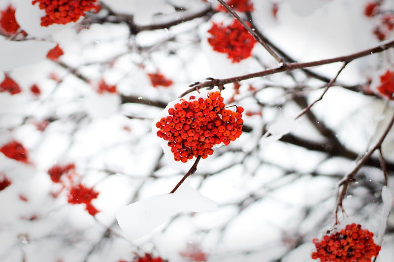 rowan, berries, snow, winter, HD wallpaper
