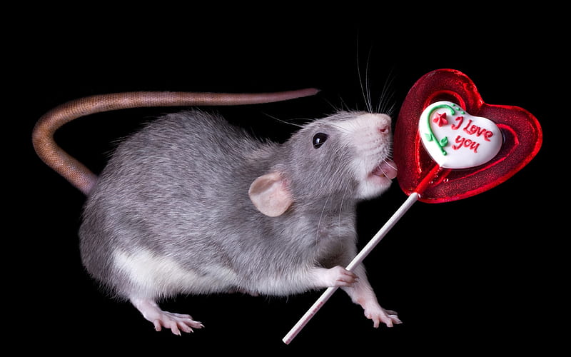 Enjoying Valentine's Day, red, candy, lollipop, food, black, valentine, tongue, animal, dessert, sweet, mouse, rat, funny, rodent, HD wallpaper