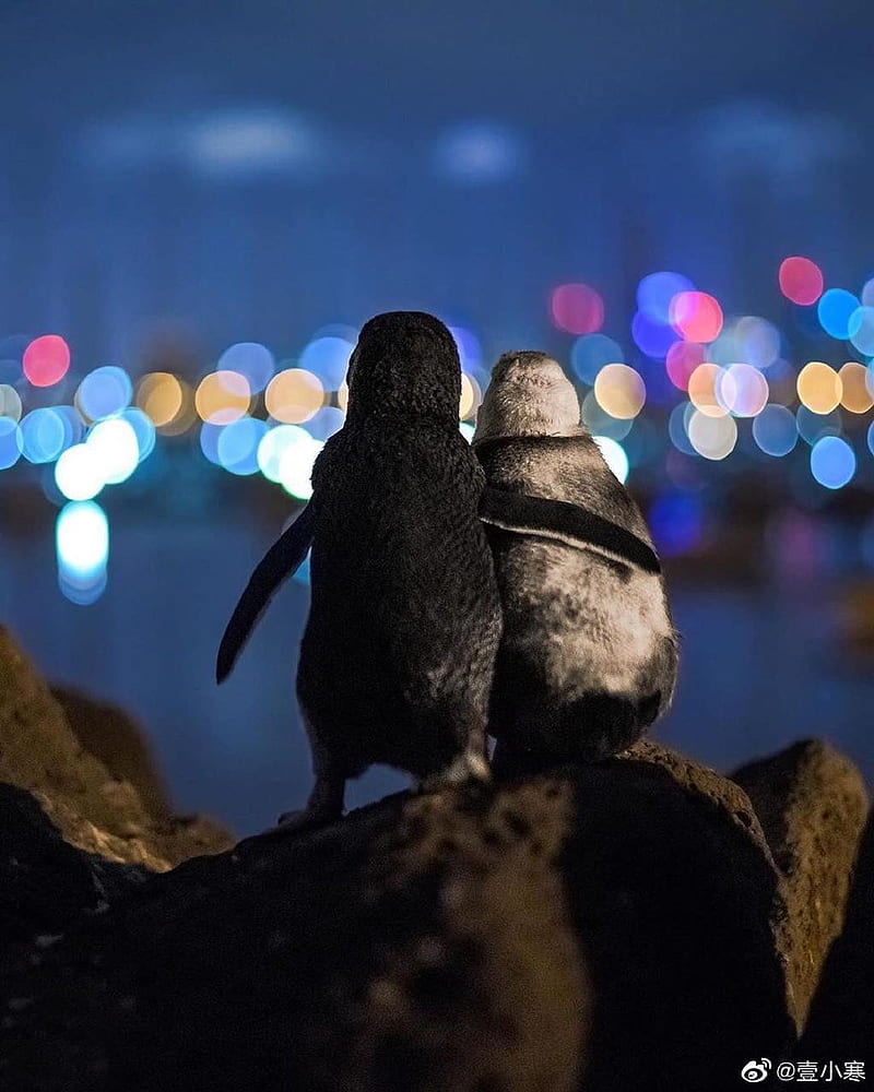 Penguin, night, animals, HD phone wallpaper