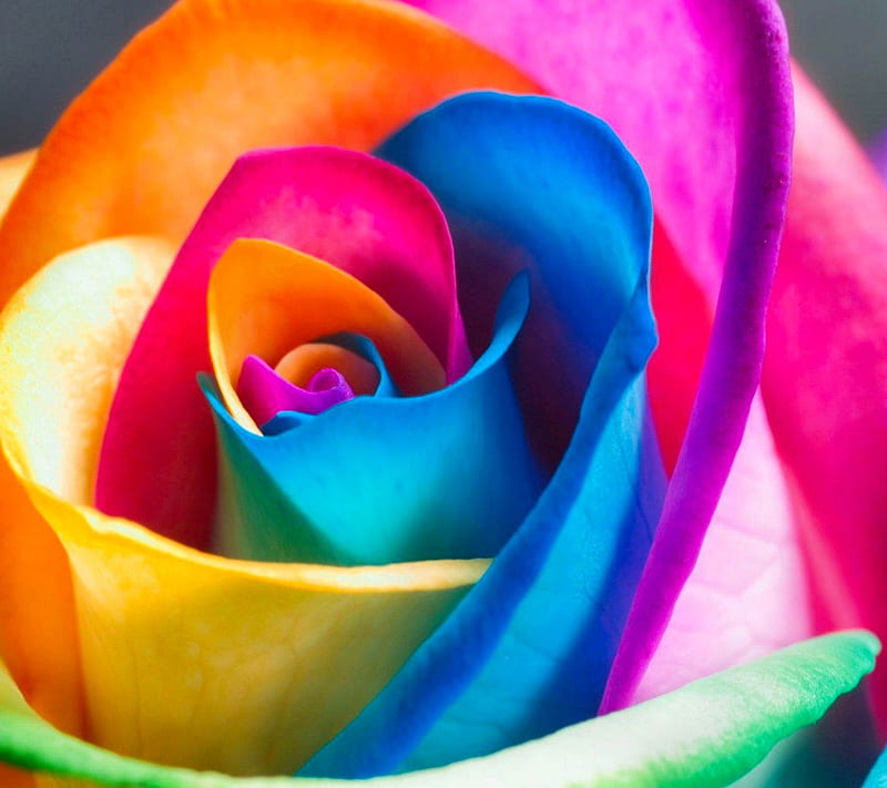 Colorful Rose, HD wallpaper | Peakpx