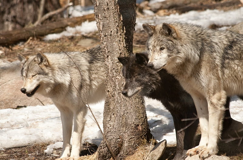 Wolfpack, predator, snow, wildlife, nature, winter, HD wallpaper | Peakpx