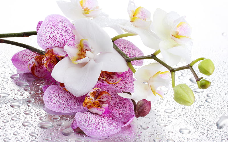 pink orchids macro, pink flowers, flora, orchids on white background, Orchidaceae, orchids, HD wallpaper