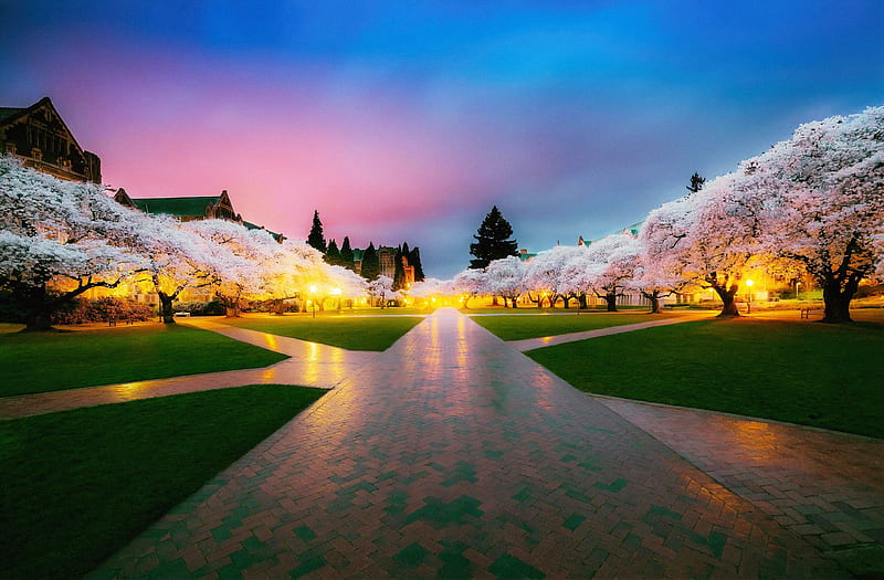Cherry Blossom Tree Park , cherry, blossom, tree, plants, park, nature, HD wallpaper