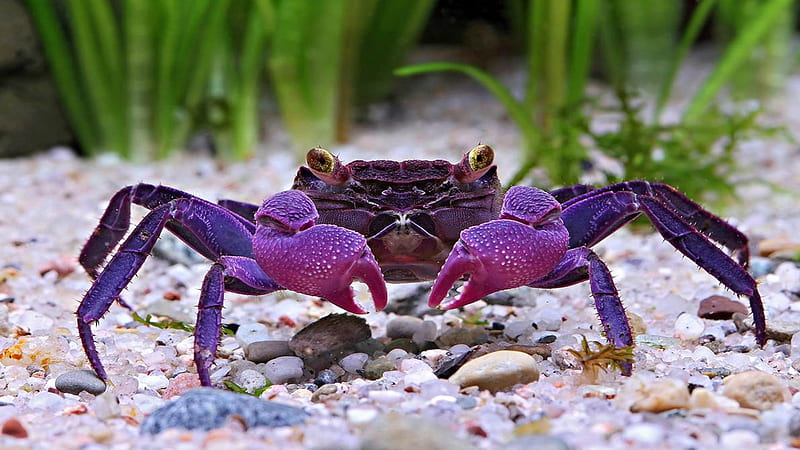 24028 Crab Wallpaper Images Stock Photos  Vectors  Shutterstock