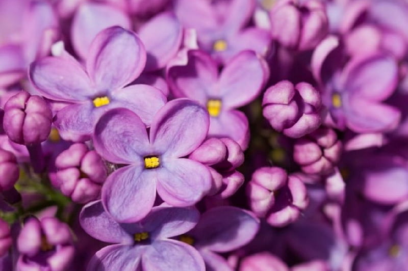 Lilas moradas, lila, bonitas, flores, moradas, Fondo de pantalla HD | Peakpx