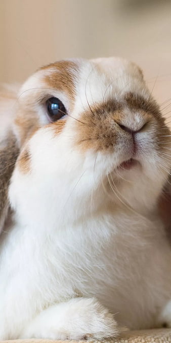adorable bunnies wallpaper
