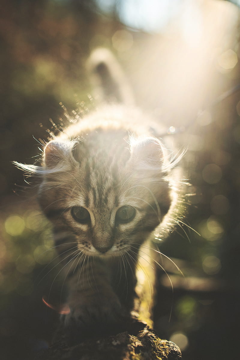 kitten, cat, cute, sunlight, glare, HD phone wallpaper