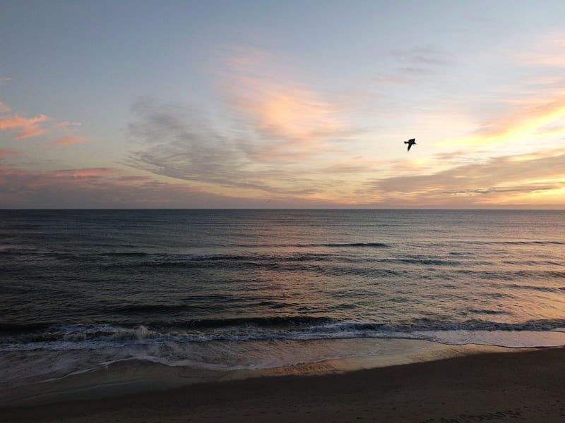 Sunrise at Nags Head, North Carolina, ocean, north carolina, waves, clouds, beach, outer banks, sand, beaches, sea gull, sunrise, morning, HD wallpaper