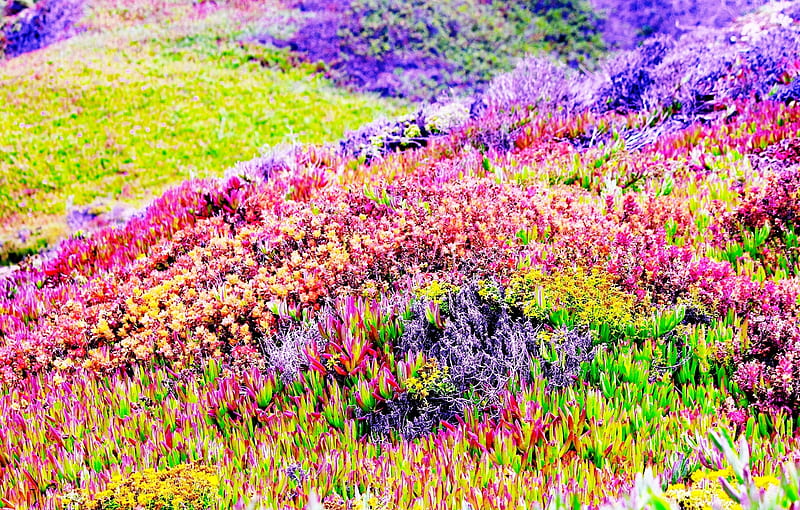 Mountain Garden, colourful, mountai, garden, color, field, HD wallpaper