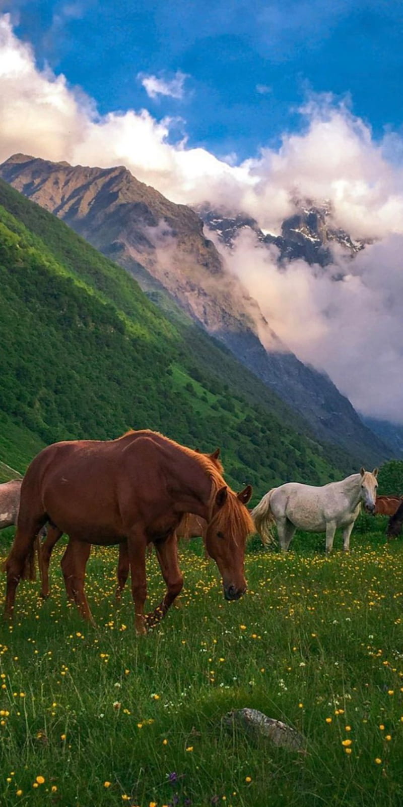 Chechen Mountains, caucasus, chechen, chechnya, dia, fish, horse, kavkaz, mountain, noxci, HD phone wallpaper