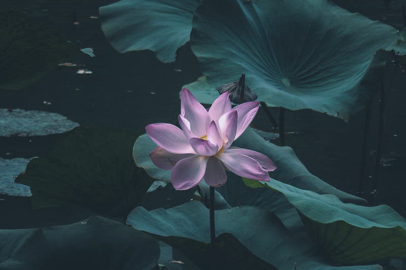 pink water lily flower, HD wallpaper