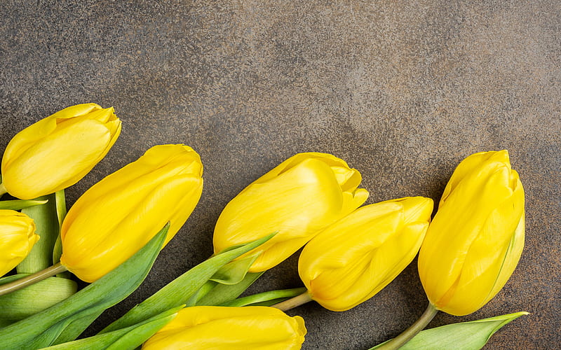 yellow tulips, brown background, yellow flowers, tulips, spring flowers, frame with yellow tulips, tulip buds, HD wallpaper
