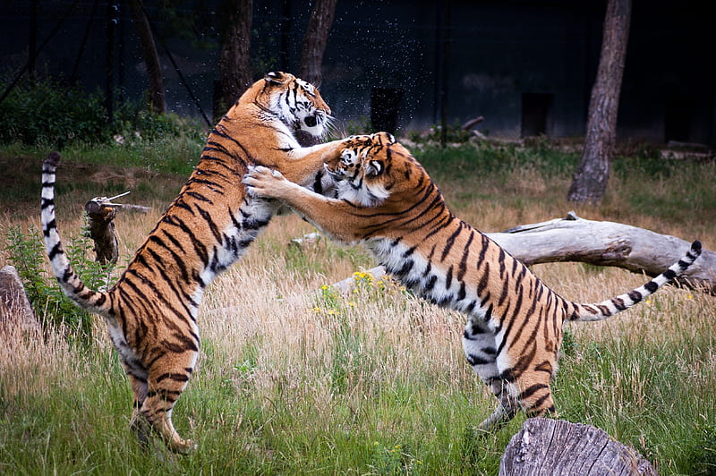 playing tigers, punching, wrestling, jumping, field, HD wallpaper