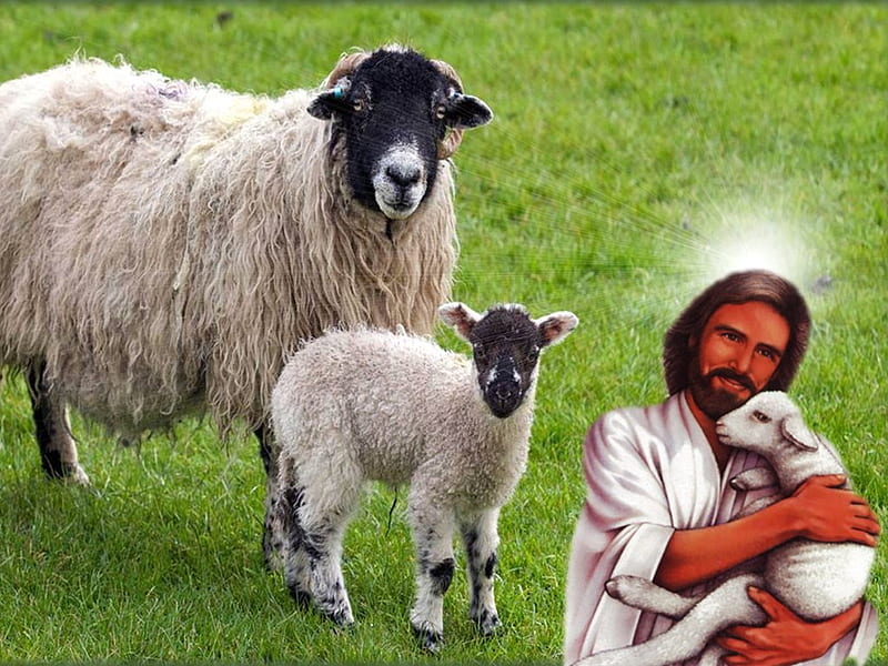 1920x1080px, 1080P free download | Jesus Christ, Good Shepherd, sheep ...