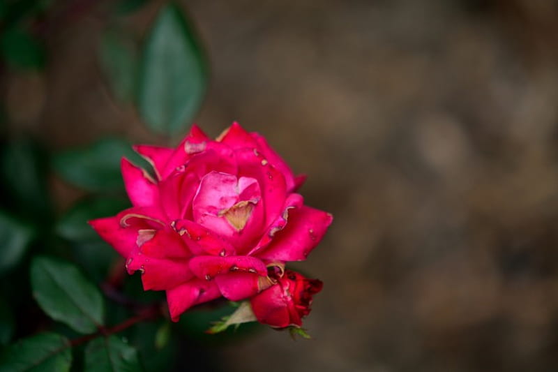 Beautiful Red, springtime, spring flowers, red flowers, red flower, HD