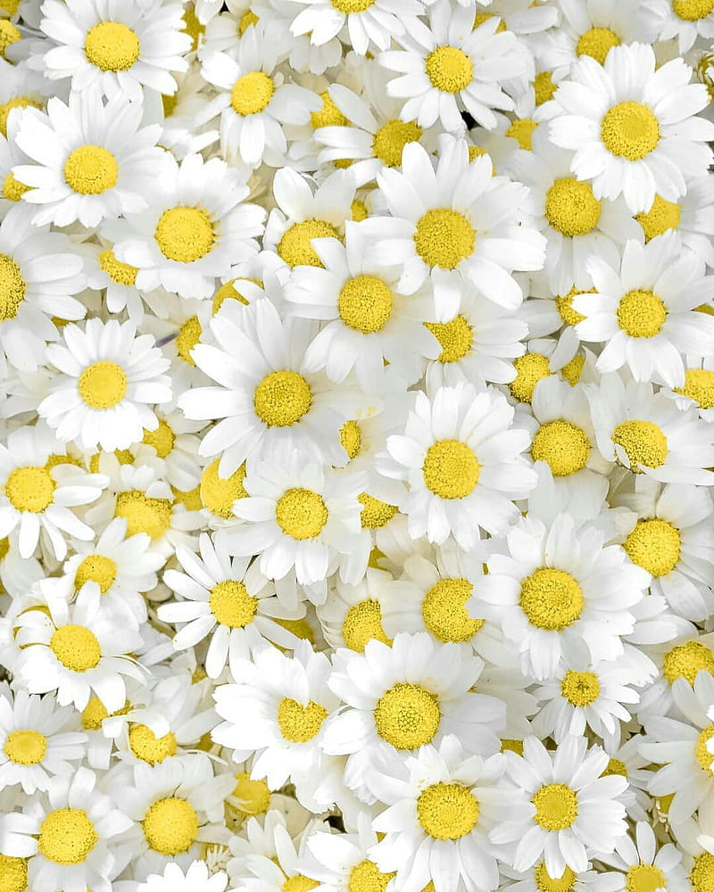 Chamomile, daisy, flowers, nature, plant, spring, HD phone wallpaper