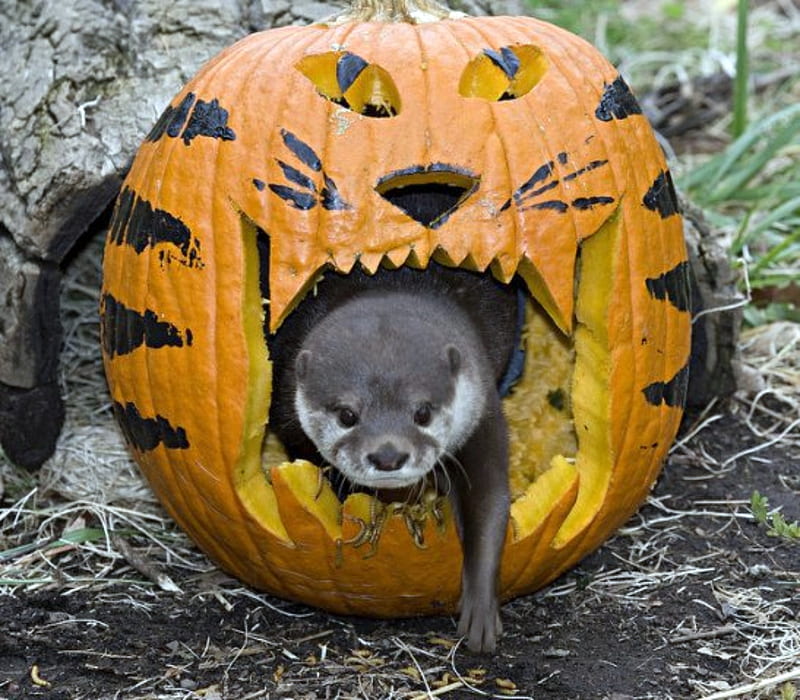 Otter With Pumpkin At Halloween Zoo, Zoo, Halloween, Pumpkin, Otter, HD wallpaper