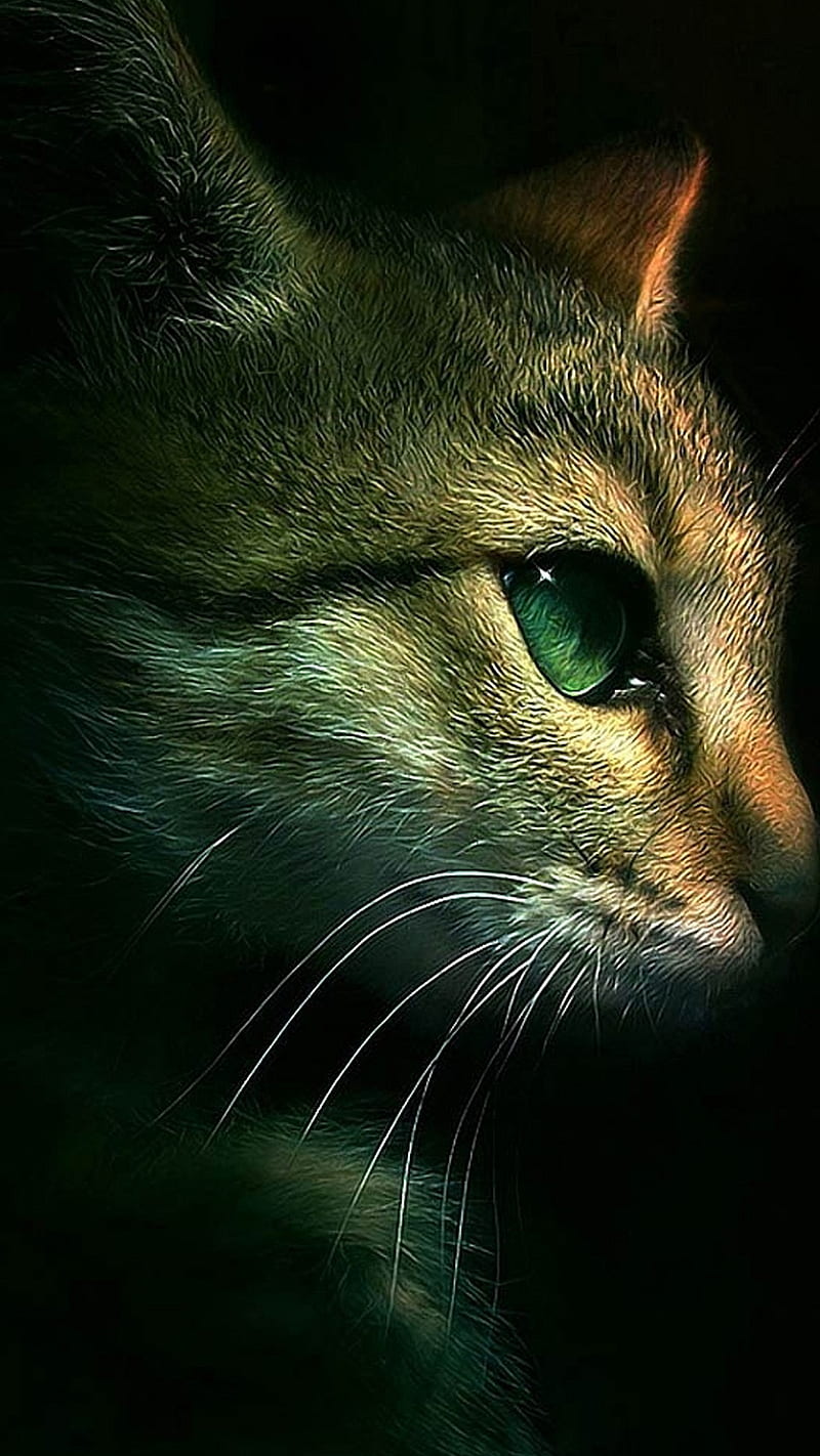 Cute Kitty, animal, background, cat, eyes kitten, pet, HD phone wallpaper