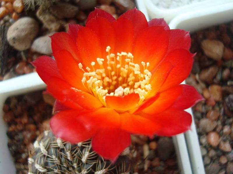 CACTUS FLOWER, FLOWER, RED, CACTUS, HD wallpaper | Peakpx