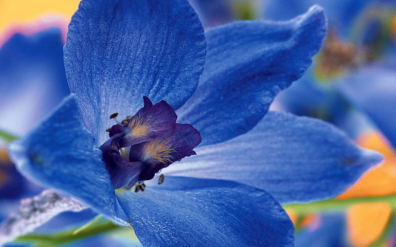 Blue Delphinium(danuta), flowers, nature, bonito, delphinium, blue, HD wallpaper