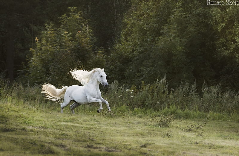 White horse, Horse, Forest, Speed, Meadow, HD wallpaper