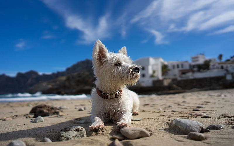 West Highland White Terrier, small white dog, beach, sand, pets, curly dogs, puppy, HD wallpaper