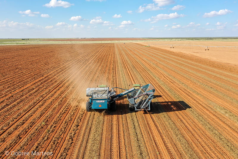 Peanut harvest , agriculture, peanuts, johndeere, HD wallpaper