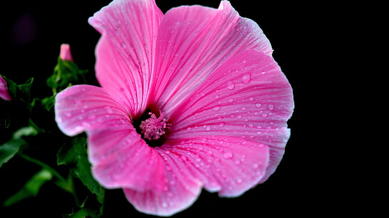 Pink Hibiscus With Water Drops Pink, HD wallpaper