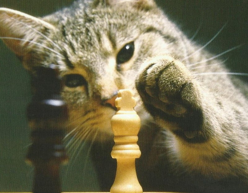 HD wallpaper: Cats, Chess, Pet